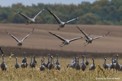 Common Cranes on migration route in autumn