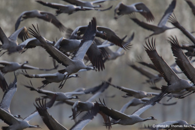Big flock of Common Cranes