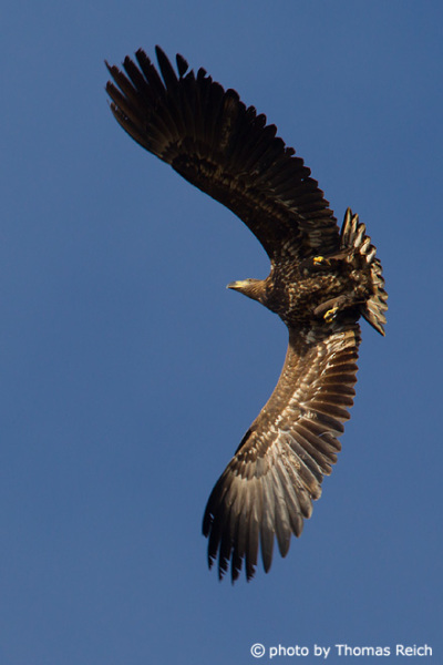 Juvenile White-tailed Eagle from below