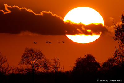 Flying Common Crane at sunset