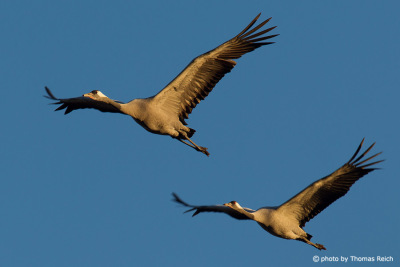 Common Crane courtship