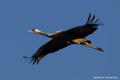 Common Crane in the blue sky