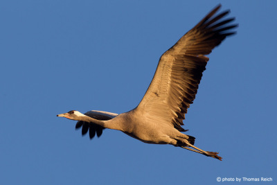 Common Crane flying in the golden light