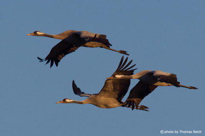 Group of Common Crane flying
