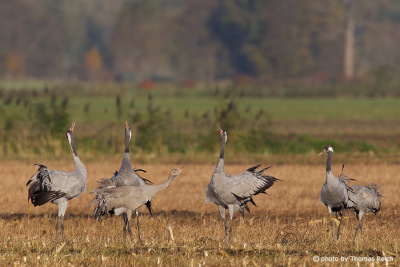 Common Cranes song in the field