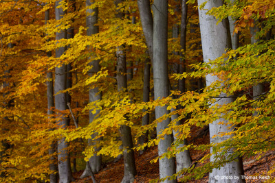 German forest in autumn