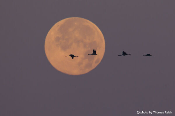 Common Cranes at full moon