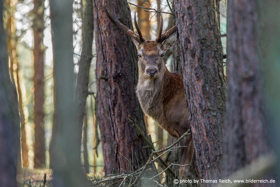 Common red deer between trees