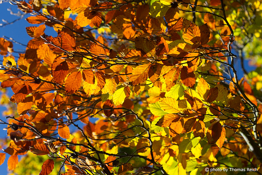 beech tree in Autumn light