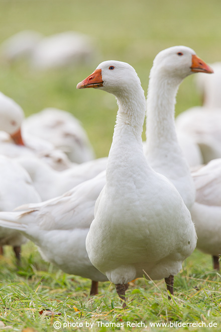 Domestic Geese on meadow
