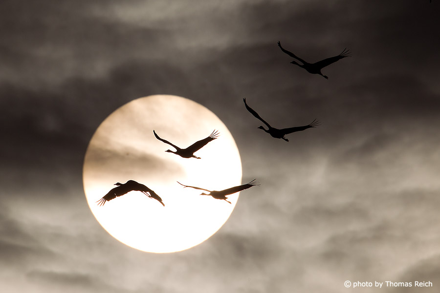 Common Cranes flying in front of moon