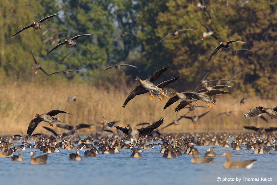 Flock of Taiga bean geese in autumn