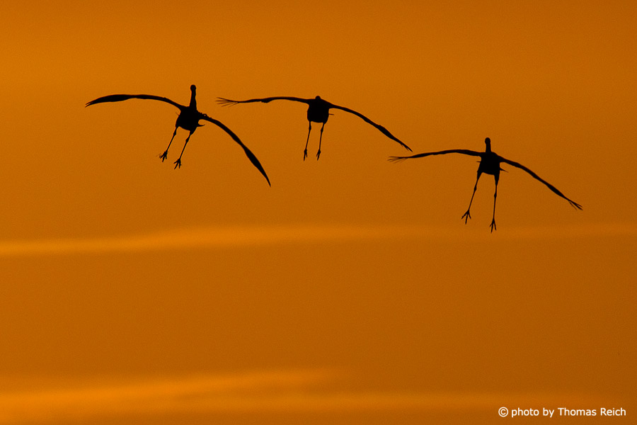 Silhouette of three landing cranes