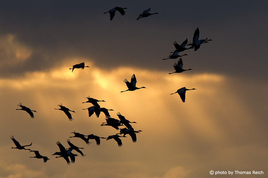 Group of cranes in the sky