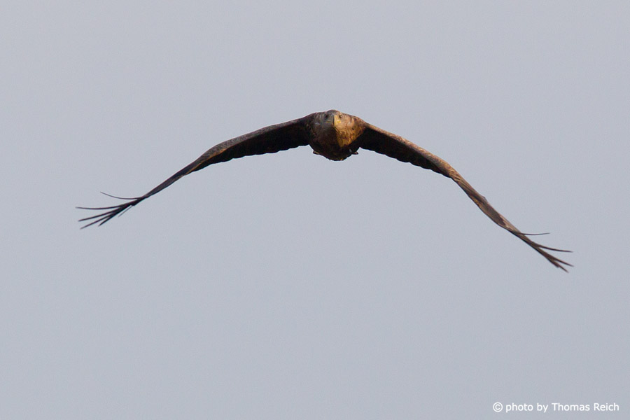 White-tailed Eagle flight front