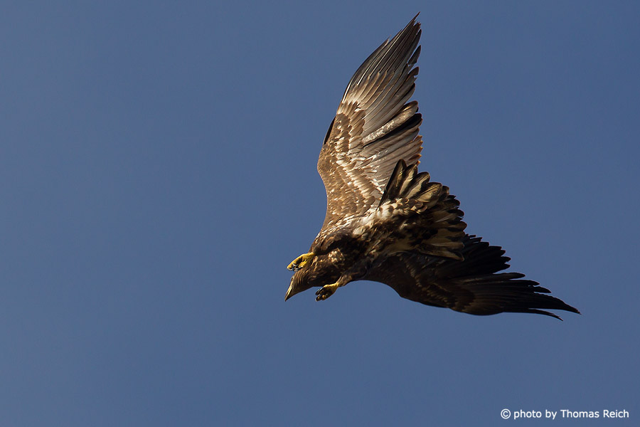 Young White-tailed Eagle in nosedive
