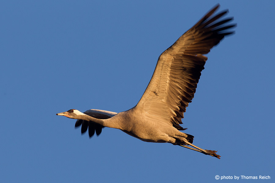 Common Crane flying in the golden light