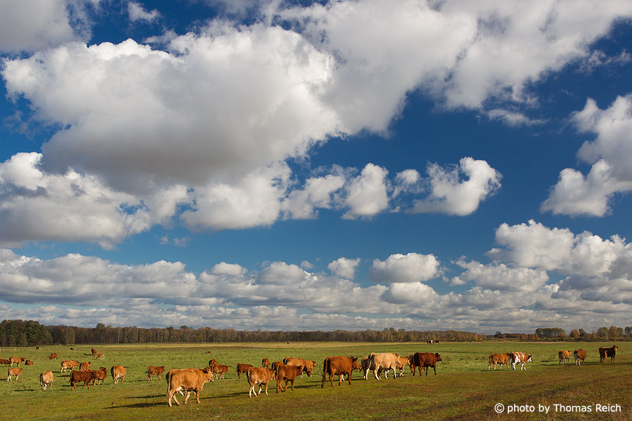 Cattle agriculture, Brandenburg, Germany