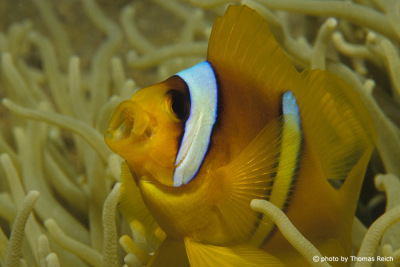 Anemone Fish, Amphiprion