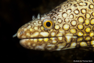 Yellow spotted moray close up