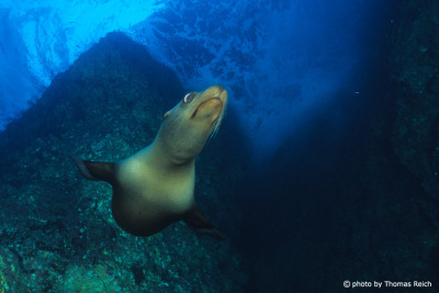 Diving seal at Los Islotes, Baja California, Mexico