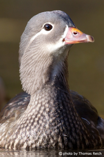 Mandarin Duck female
