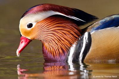 Mandarin Duck beak
