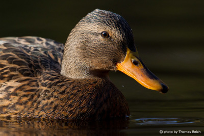 Mallard duck movement
