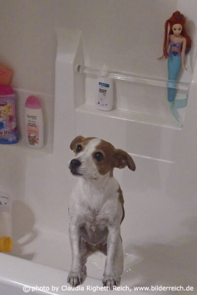 Freshly showered dog, USA