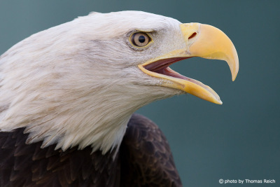 Bald Eagle with open yellow beak