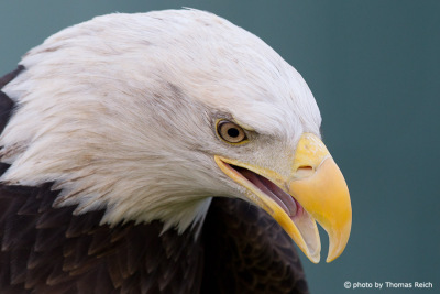 Bald Eagle bird portrait