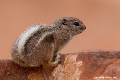 Golden-mantled ground squirrel climbing