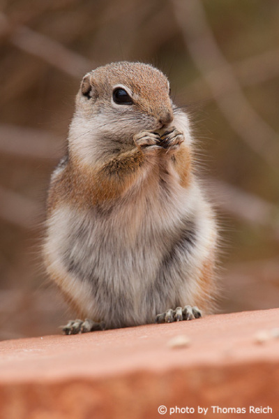 Golden-mantled ground squirrel diet