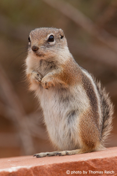 Golden-mantled ground squirrel a funny animal