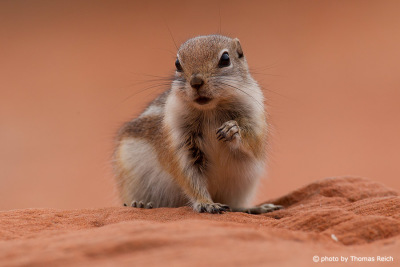 Golden-mantled ground squirrel appearance