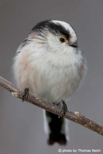 Long-tailed Tit weight