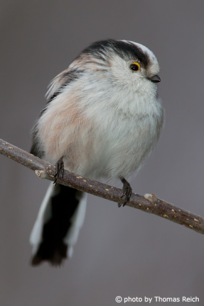 Long-tailed Tit male or female