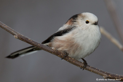Long-tailed Tit side view