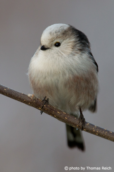 Long-tailed Tit feet