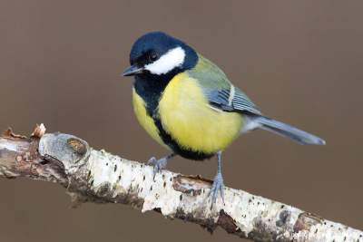 Great Tit close up