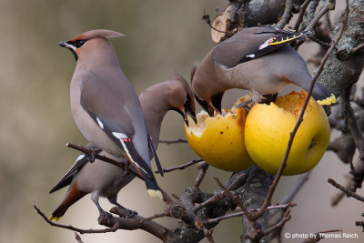 Group of Bohemian Waxwings feeding on apples