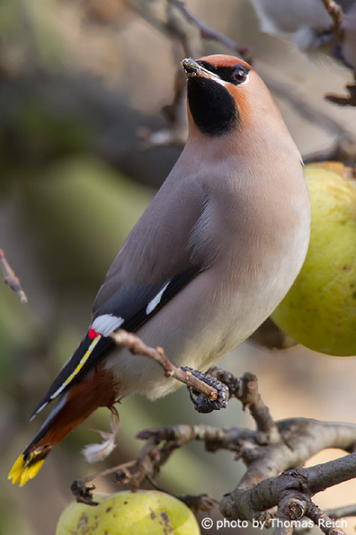 Bohemian Waxwing tail and feathers