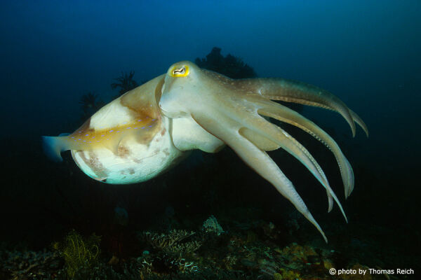 Cuttlefish, Sepiida