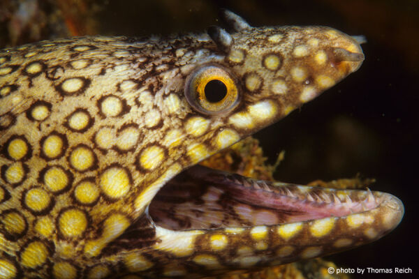 Spotted moray teeth and open mouth
