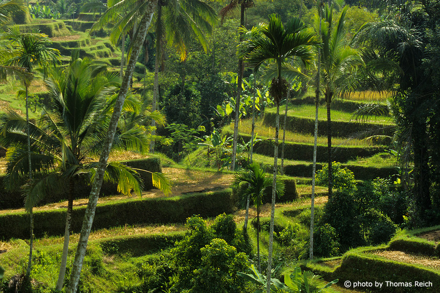 Ubud Rice terraces in Bali