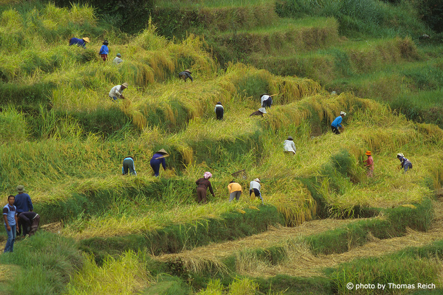 Rice terraces with workers in Bali
