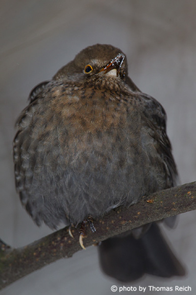 Juvenile Common Blackbird