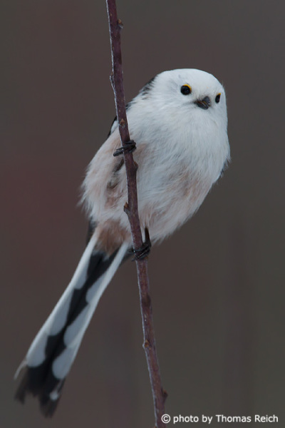 Long-tailed Tit in winter