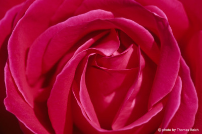 Rose blossom, Rosa