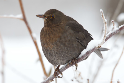 Common Blackbird winter time